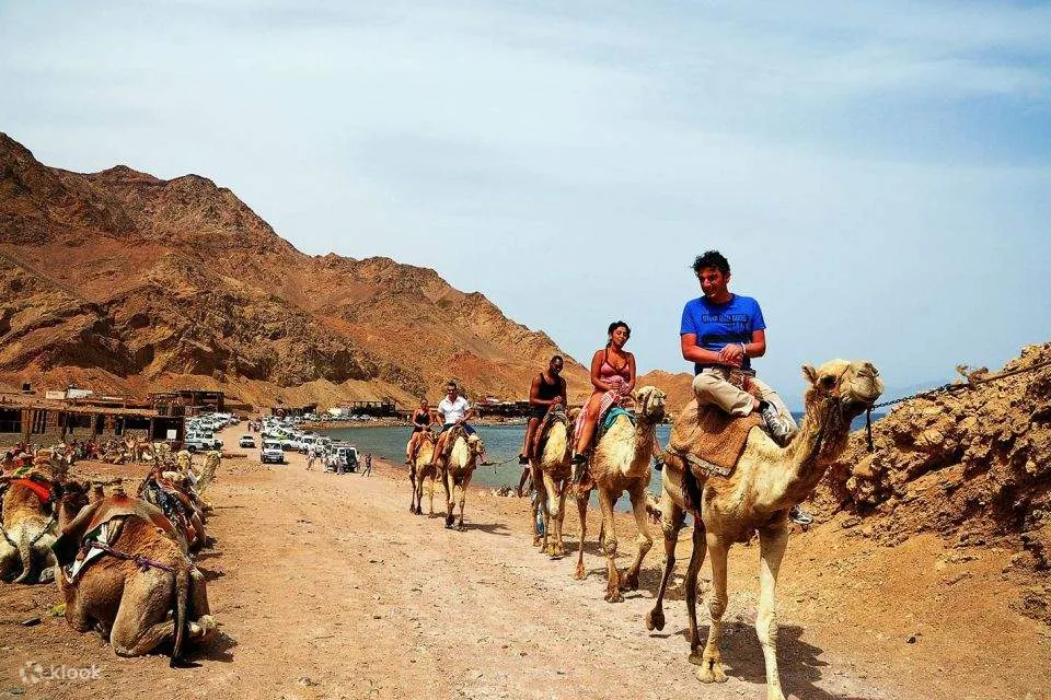 Best Camel Ride In Sharm El Sheikh
